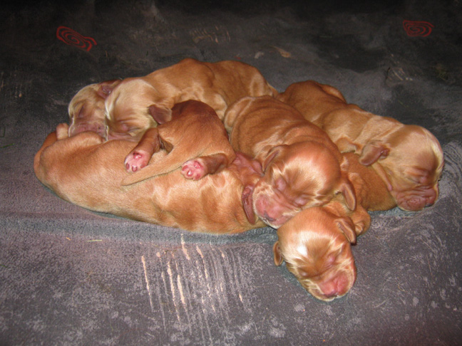 Dragongrdens Kennel